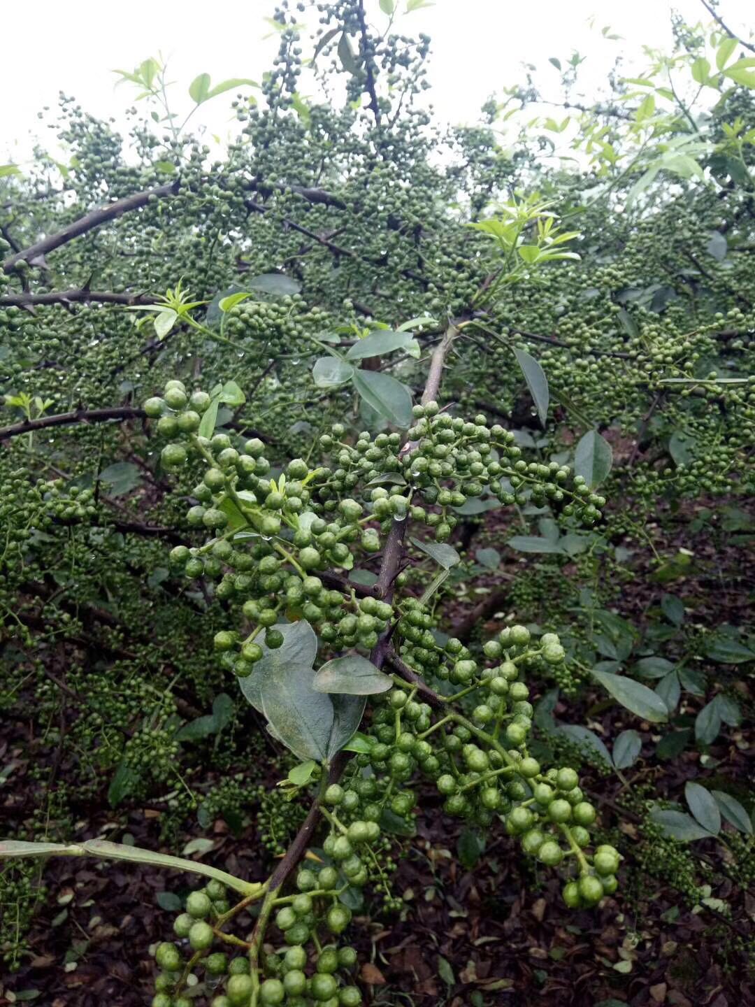 九叶青花椒苗重庆九叶青花椒苗哪家好卖重庆九叶青花椒苗价格供应重庆九叶青花椒苗重庆九叶青花椒苗出售重庆九叶青花椒苗电话