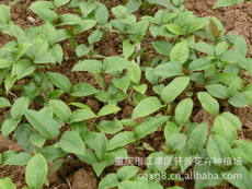 桂花苗重庆桂花哪家好卖重庆供应桂花树重庆供应桂花树价格重庆供应桂花树出售重庆供应桂花树电话重庆桂花树供应商重庆桂花树批发