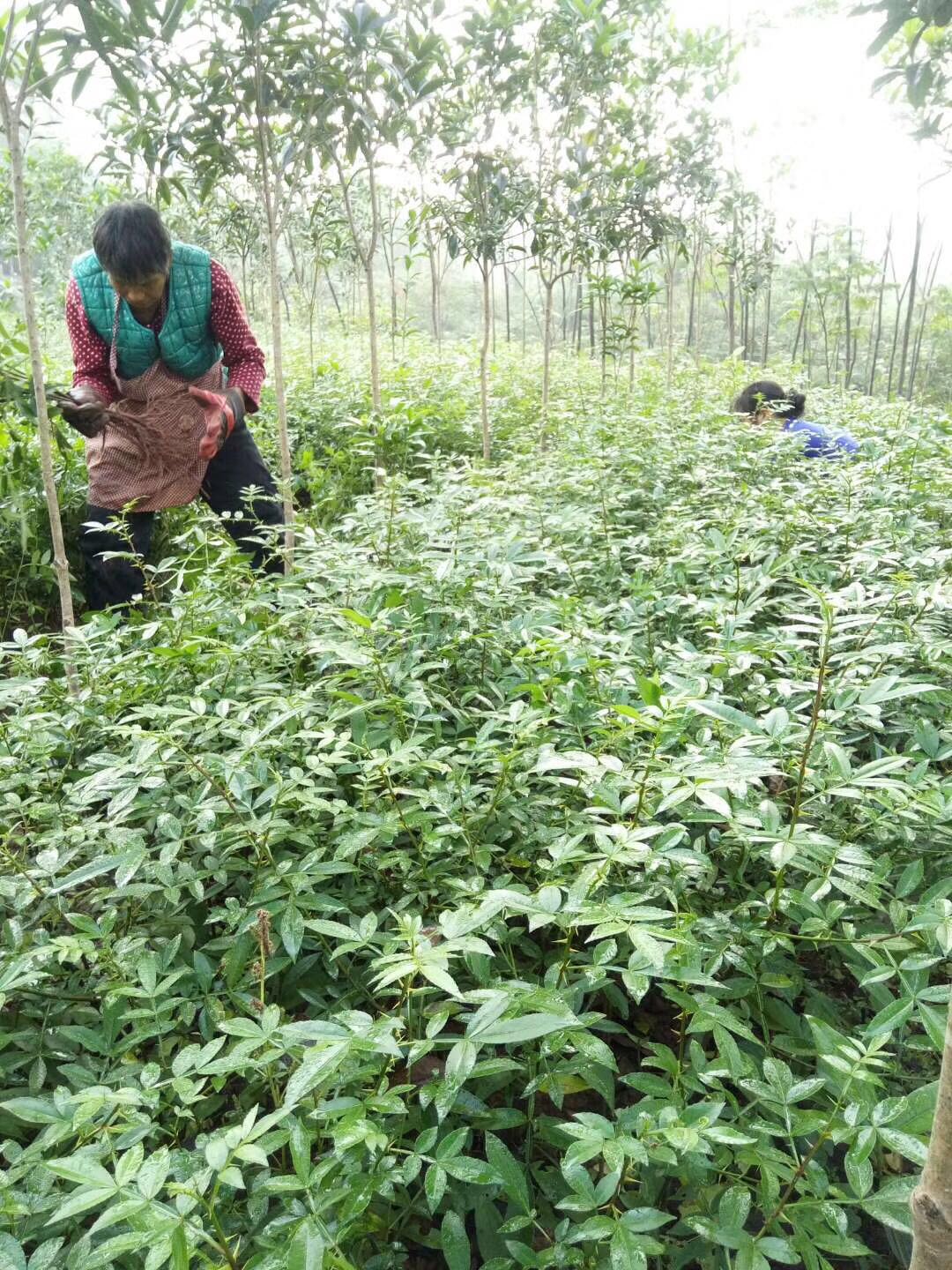 花椒苗重庆花椒苗哪家好卖重庆花椒苗价格供应重庆花椒苗重庆花椒苗出售重庆花椒苗电话重庆花椒苗供应商重庆花椒苗批发花椒苗电话