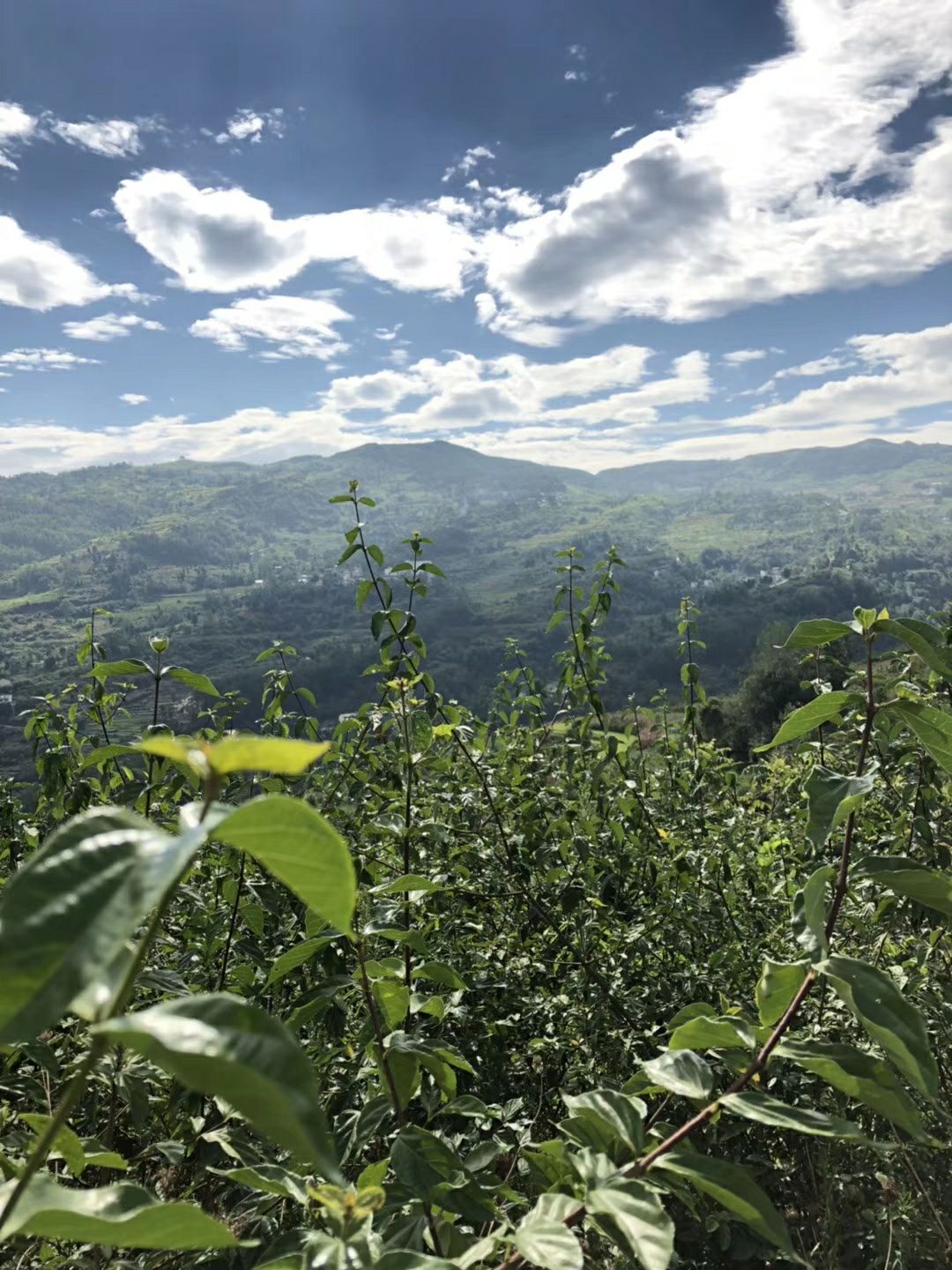 豆腐柴种植豆腐柴 神豆腐树种植回收 豆腐树 优质豆腐树批发 神仙豆腐树 神豆腐树苗 豆腐柴种植