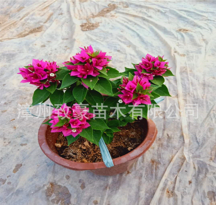 紫三角梅花卉盆栽批发