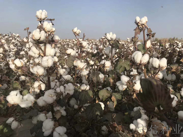 新疆优质高产棉花种子|价格|厂家图片