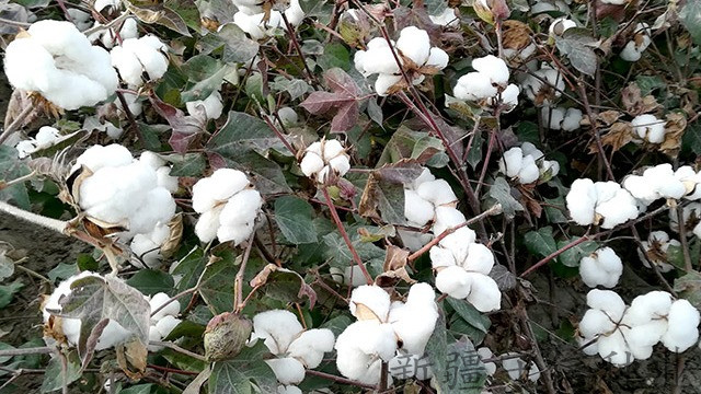 新疆优质高产棉花种子|价格|厂家
