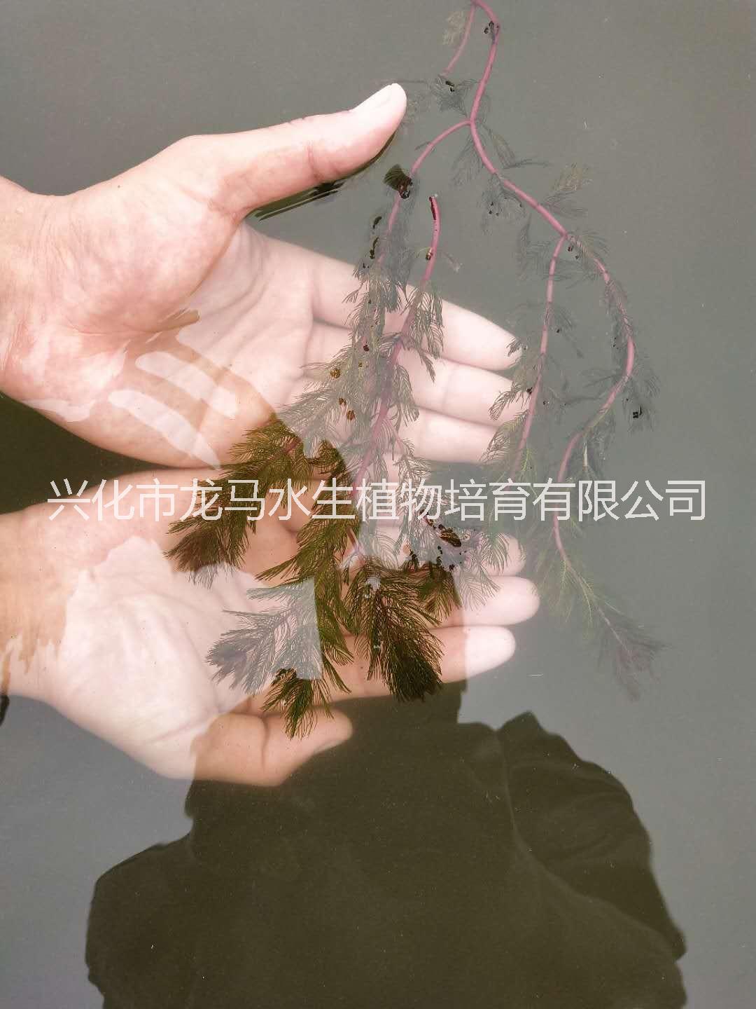 直销穗花狐尾藻 穗花狐尾藻供应商 穗花狐尾藻供销商 水生植物供应商 穗花狐尾藻种植基地图片