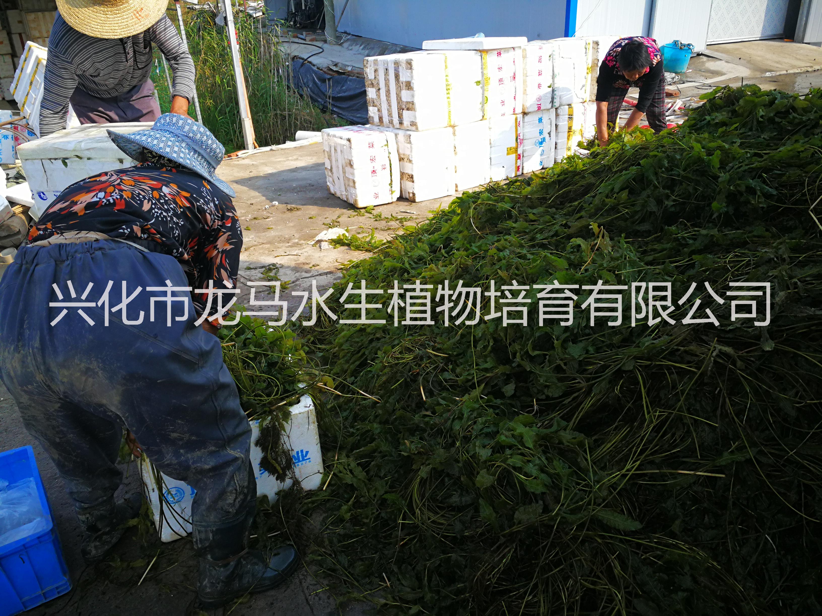 供应眼子菜 沉水植物 浮水植物 挺水植物 绿化苗木图片