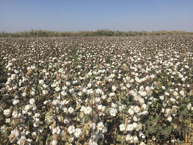 高产棉花种子怎么样|新疆守信种业|高产棉花种子供应商|新陆中66