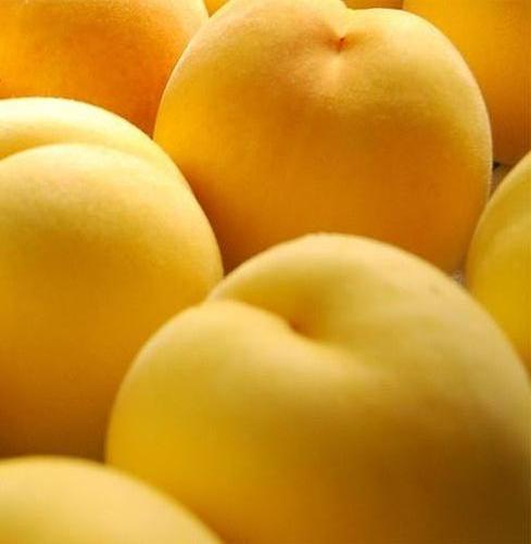皇金冠黄桃，优质黄桃，极好吃的黄桃，黄桃树苗新品种，黄桃树苗价格