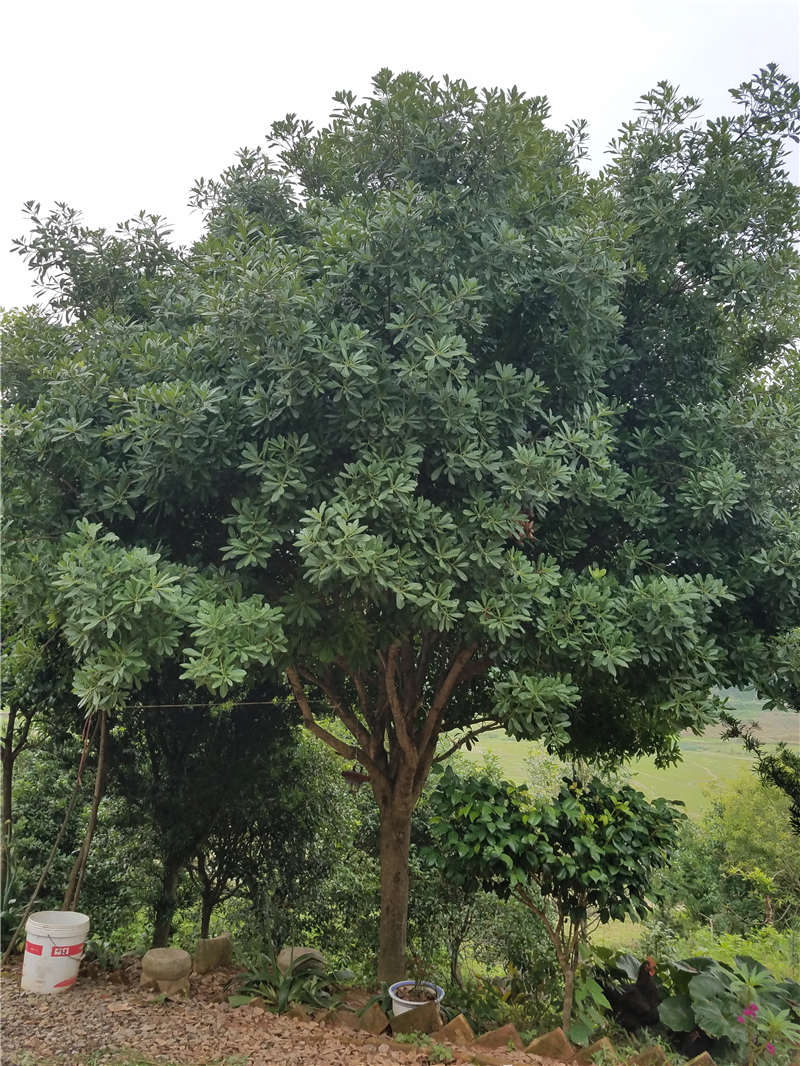杨梅树杨梅树，杨梅苗，优质杨梅树出售，湖南杨梅种植基地