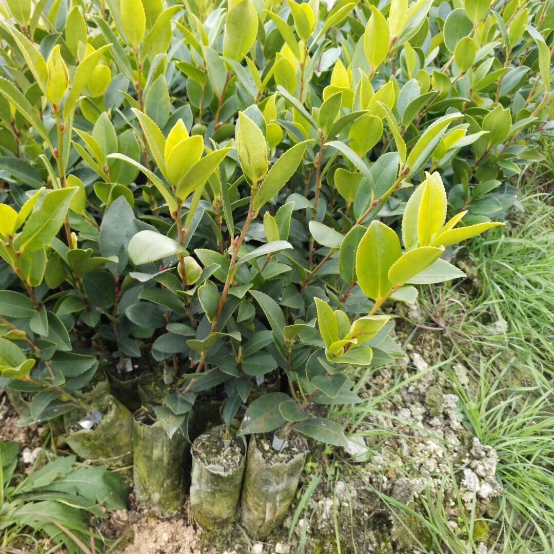 供应湖南油茶苗厂家直销/ 长沙油茶苗基地批发哪家好/株洲油茶苗批发采购价格/ 广西哪里有油茶苗基地图片