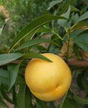 黄金蜜桃，优质黄桃树苗，黄桃树苗新品种，好吃的黄桃，黄桃树苗批发