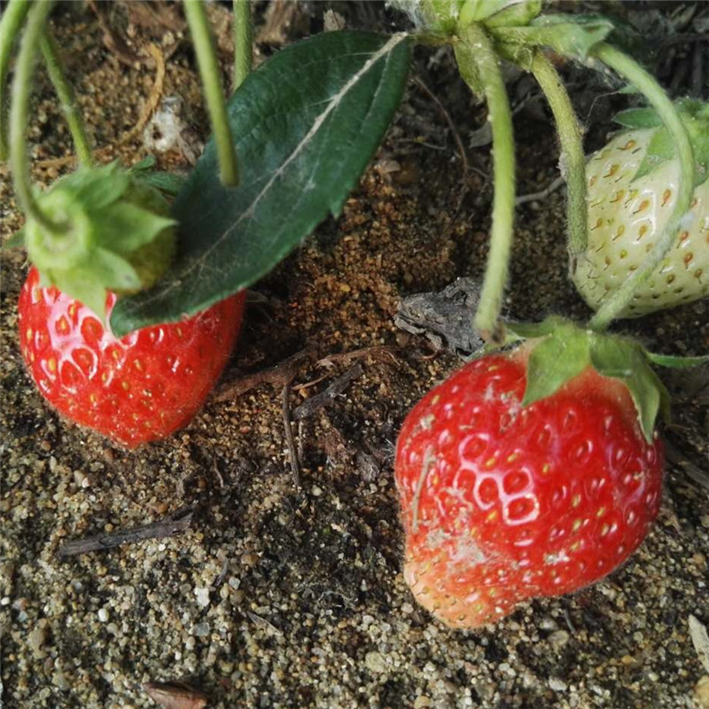 供应春季种植产量高的草莓苗 品种保证  红颜草莓苗种植环境