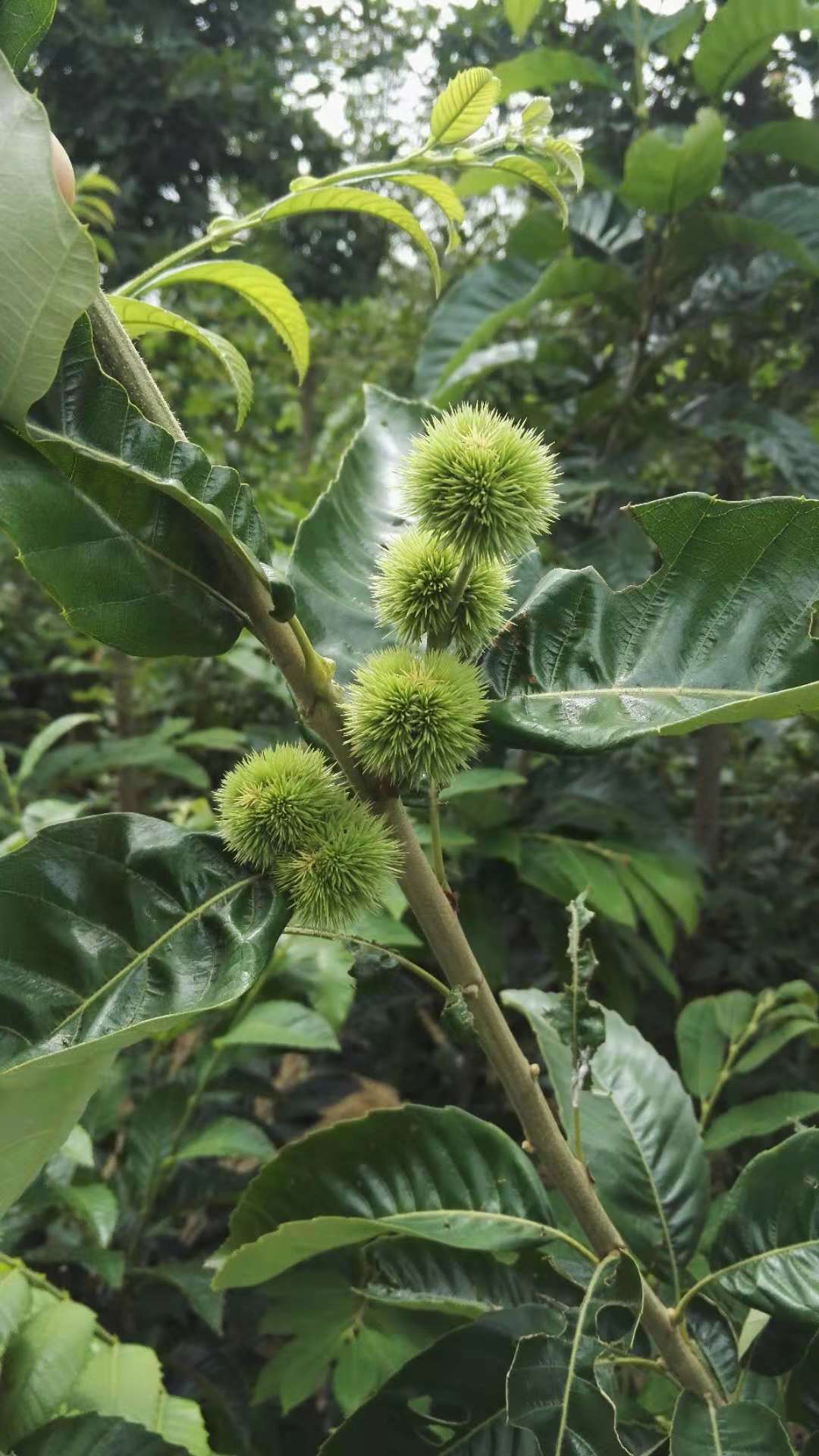 板栗苗 山东板栗苗 山东板栗苗基地 泰安板栗苗基地 山东泰安板栗苗基地 山东板栗苗批发商 山东板栗苗供应商