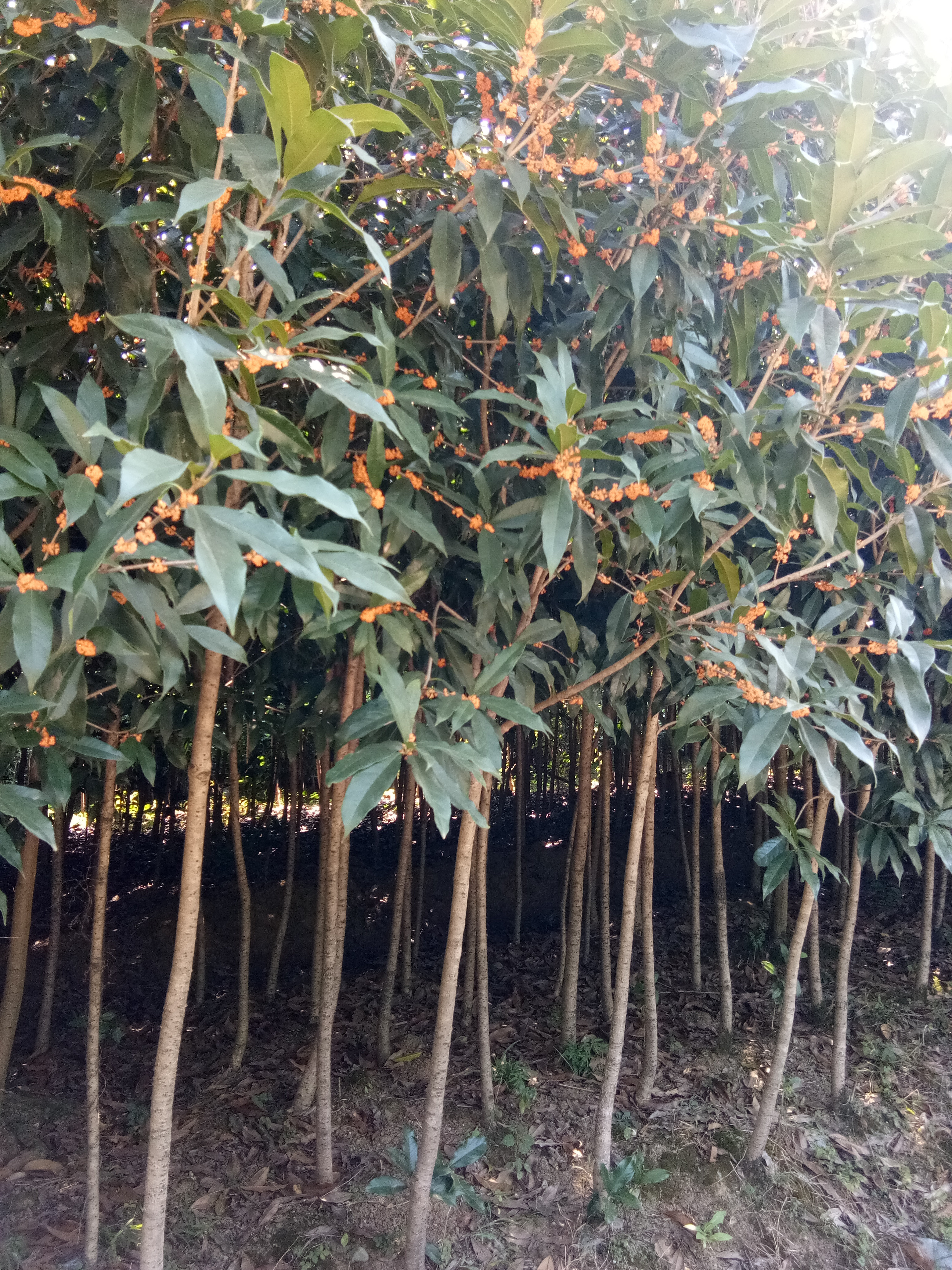 广西桂花苗价格|广西桂林桂花苗批发价格|广西桂林桂花苗基地报价表|广西桂花苗圃大量供应图片