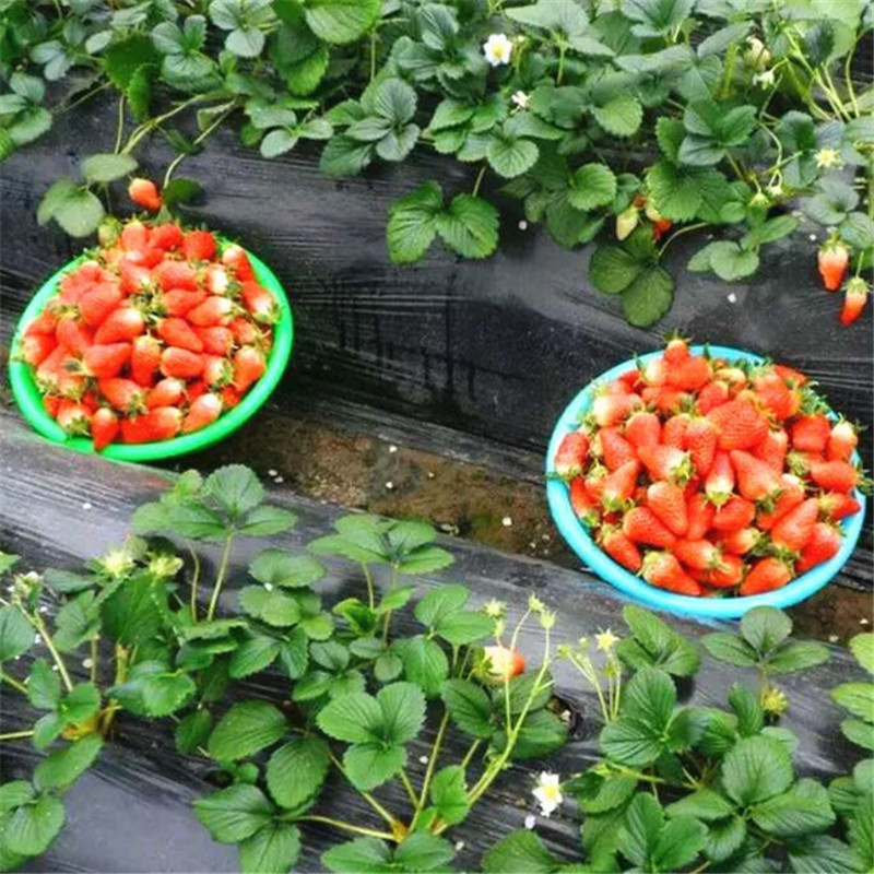 供应春季种植产量高的草莓苗 品种保证  红颜草莓苗种植环境