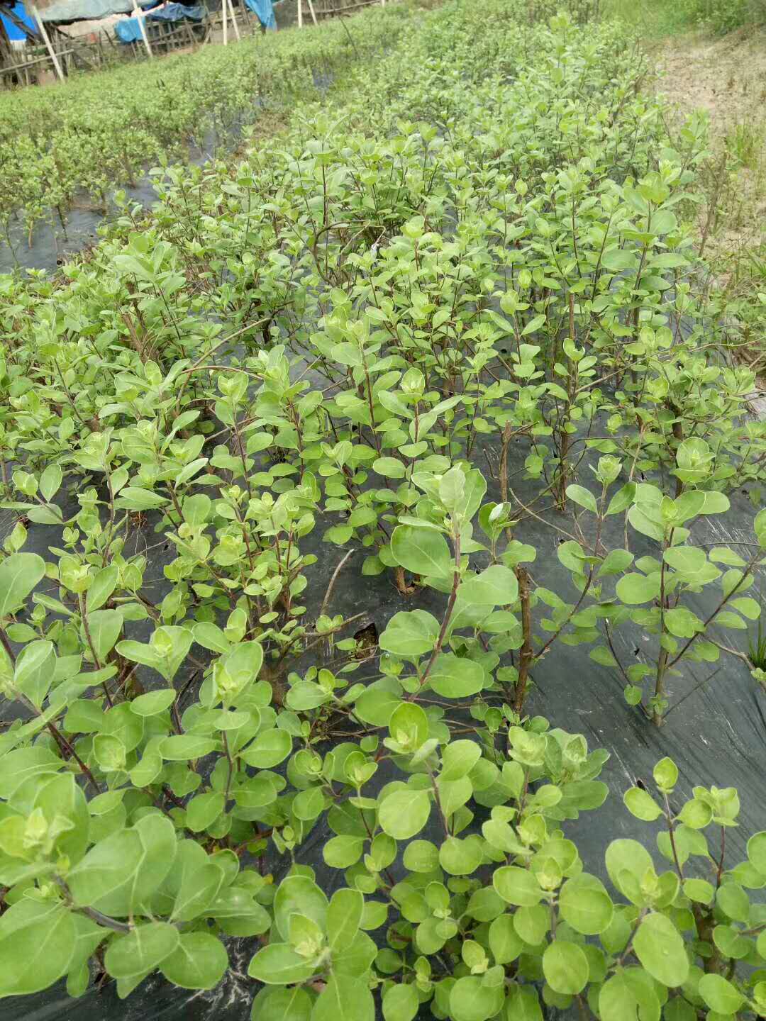 广西蔓荆子苗批发报价-广西蔓荆子苗供货商-广西蔓荆子苗基地