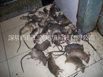 深圳周边灭虫蚁灭鼠找巨仁圣环境公司为你上门服务安全处理干净