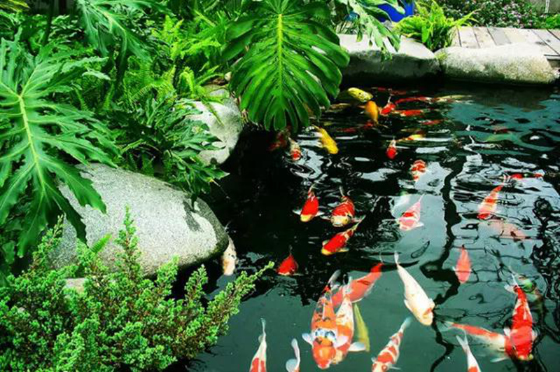 私家庭院之美在于池中鱼，打造鱼池