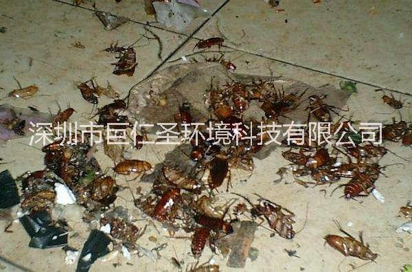 深圳市宿舍工厂除臭虫除蟑螂吗找杀虫公司厂家