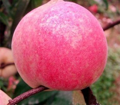 超级大桃808，优质大桃，桃树苗新品种，桃树苗批发，好吃的大桃，新品种超级大桃