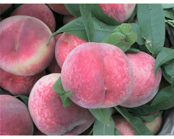 八月红脆桃，新品种桃树苗，优质桃树苗，桃树苗价格，好吃的八月红脆桃，桃树苗批发
