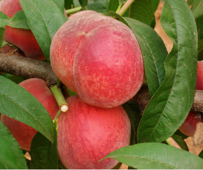 极早脆蜜桃，好吃的早熟桃，早熟桃新品种，早熟桃树苗批发，早熟桃树苗价格，优质的早熟桃