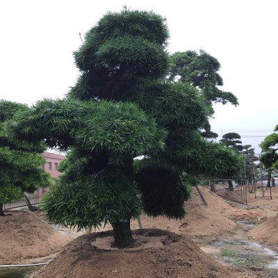 罗汉松供应_直销_价格_基地直销_青岛鸿百润环境科技欢迎咨询