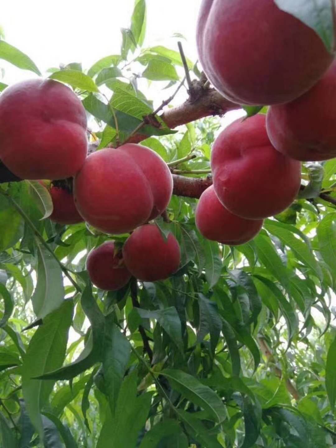 特早蜜脆桃5—19 早熟桃树新品，好吃的早熟桃，早熟桃新品种，优质桃树苗图片