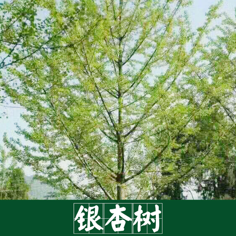 广西银杏树基地批发