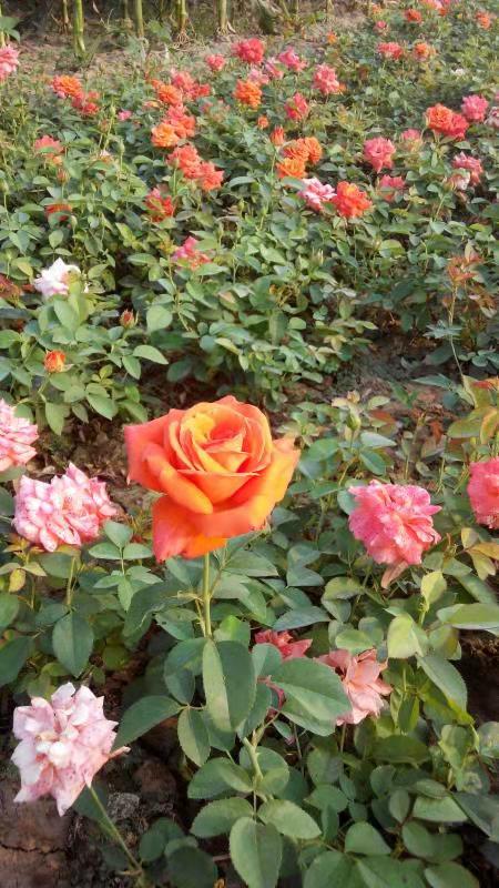 西安市月季厂家直销玫瑰、 月季、玫瑰批发、四季玫瑰价格、四季玫瑰行情、玫瑰厂家、四季玫瑰供应厂家、西安哪家苗圃有四季玫瑰批发