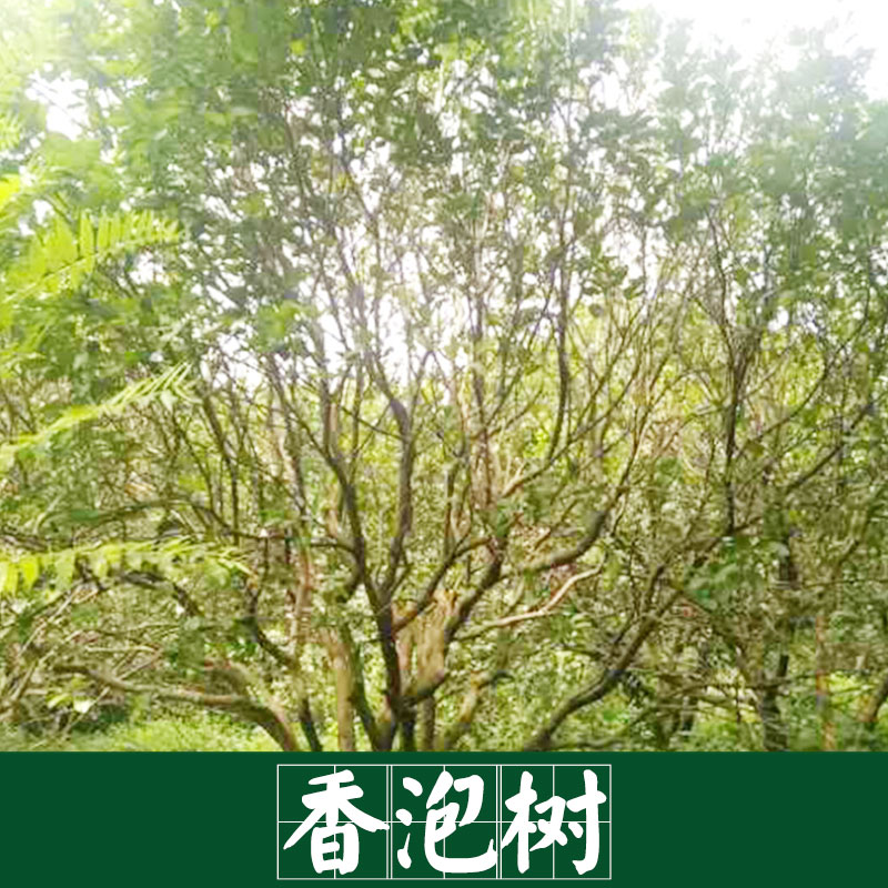 香泡树  景观园林树木专用树 园林服务好 运输有保障 香泡树基地欢迎来电参观