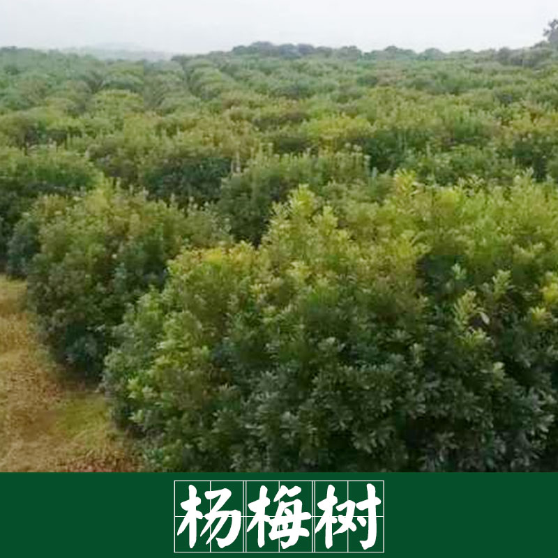 杨梅树景观园林专用树木   杨梅树基地服务好 运输有保障 桂林杨梅树基地图片