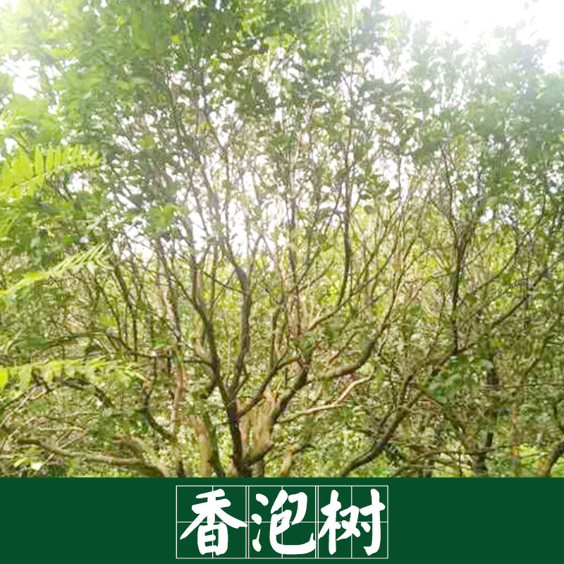 香泡树  景观园林树木专用树 园林服务好 运输有保障 香泡树基地欢迎来电参观