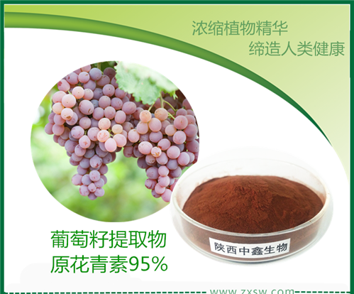 原花青素95% 供应葡萄籽提取物，陕西中鑫生物
