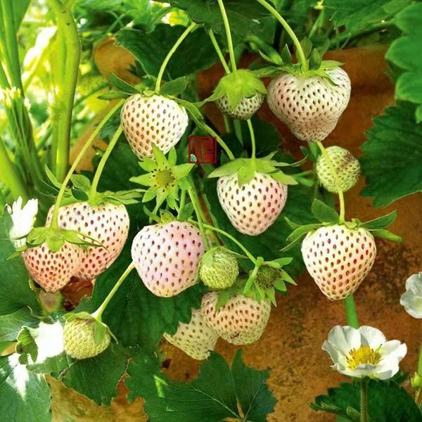 红颜草莓苗批发价格 草莓苗厂家直销价  供应春季种植产量高的草莓苗 品种保证 草莓苗当年结果图片