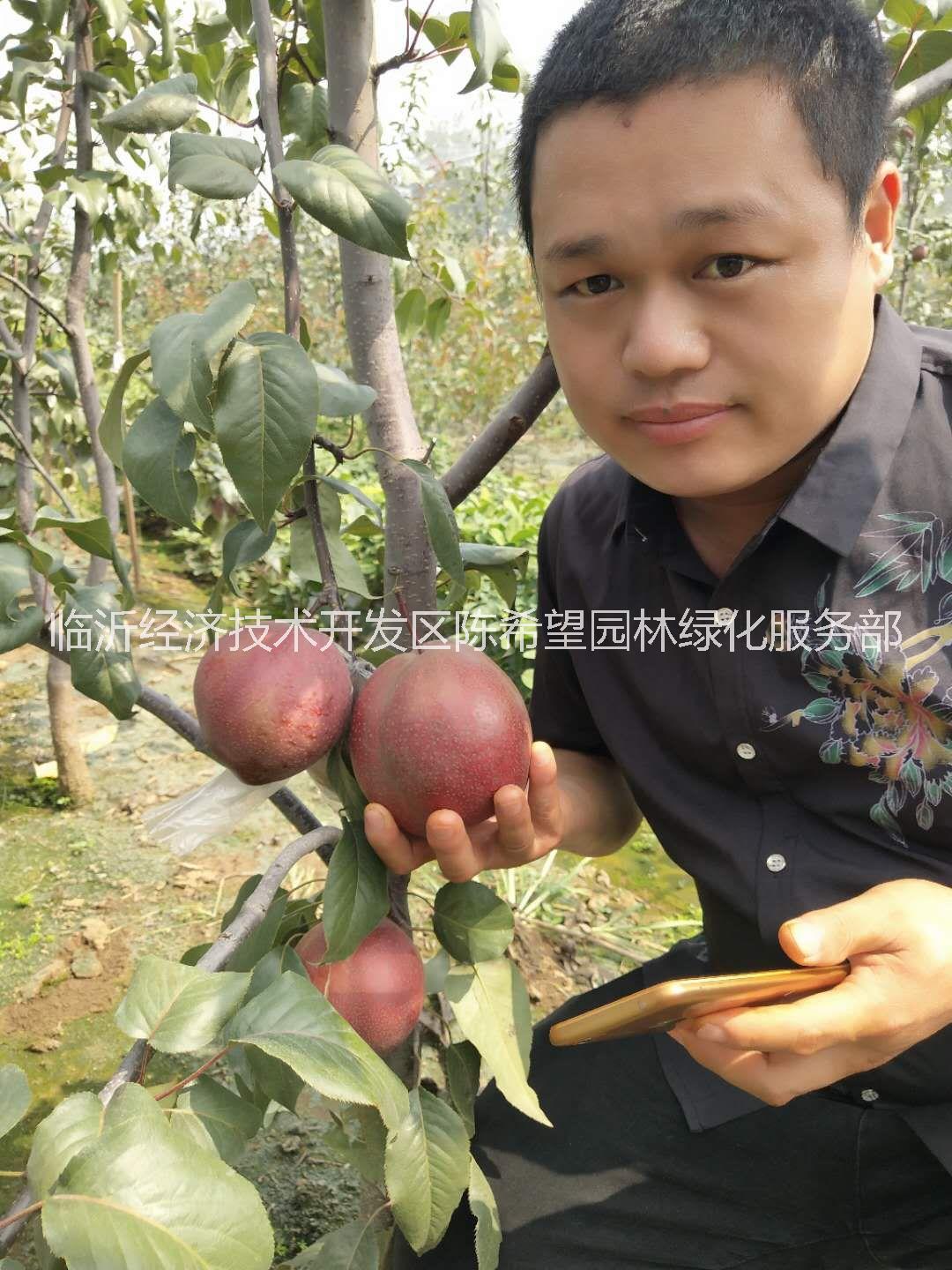 早酥红梨苗，稀世红梨苗，秋月梨苗早酥红梨苗，稀世红梨苗，秋月梨苗，圆黄梨苗，皇冠梨苗