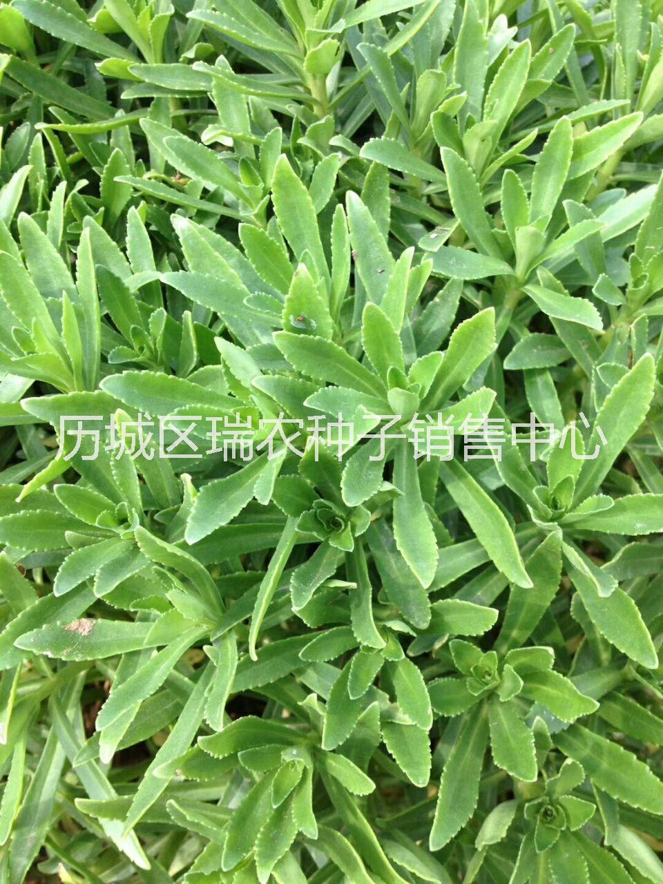 养心菜种苗救心菜种苗价格批发