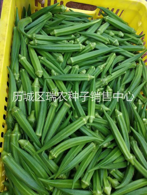 细长浓绿的水果秋葵种子日本原装进