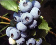 美登蓝莓新品种批发