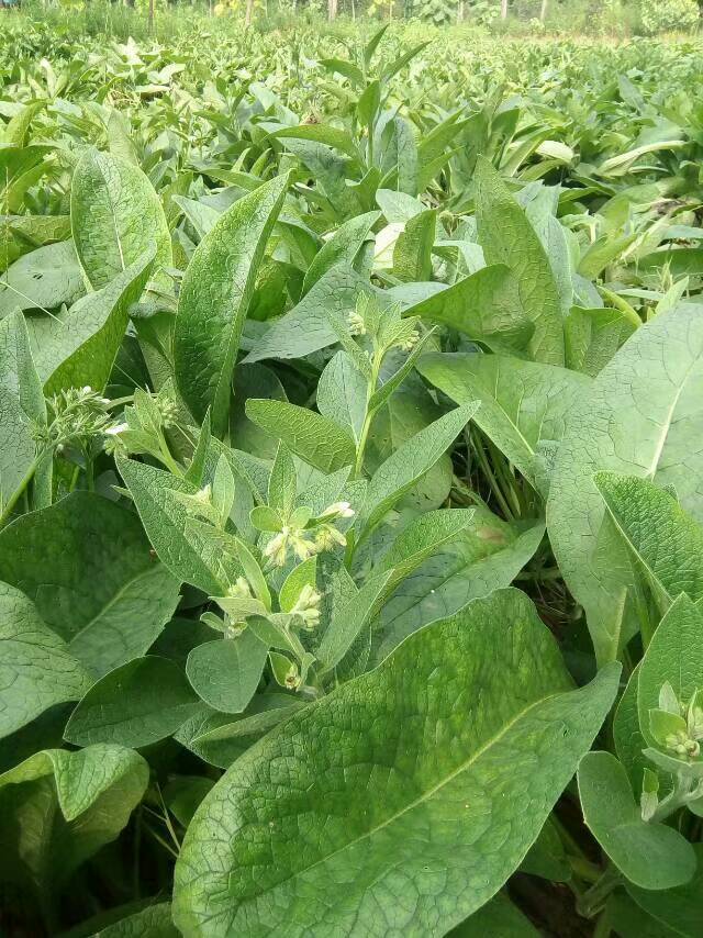 钙菜种子 俄罗斯饲料菜种子