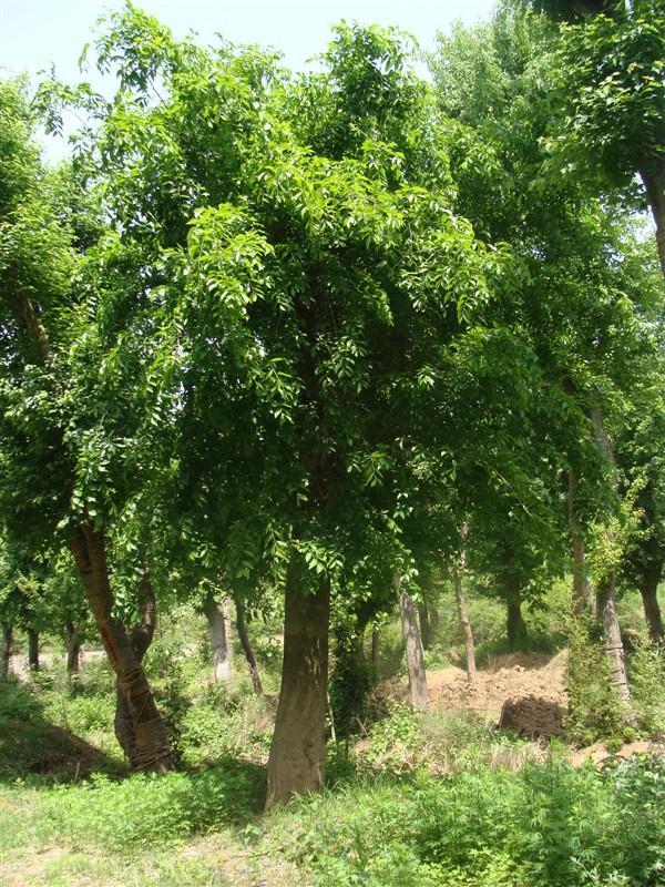 朴树朴树种植基地朴树种植基地  朴树 朴树批发 朴树大量出售 西安朴树