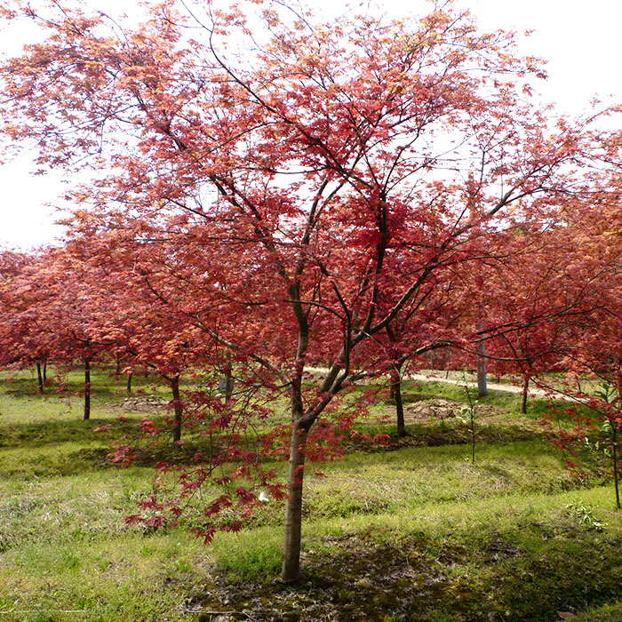 西安红叶李  红叶李 红叶李批发 红叶李种植基地 红叶李大量出售 红叶李价格