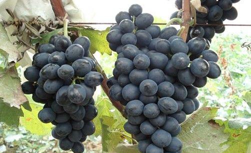 夏黑葡萄优系品种，优质葡萄，葡萄新品种，葡萄树苗批发图片