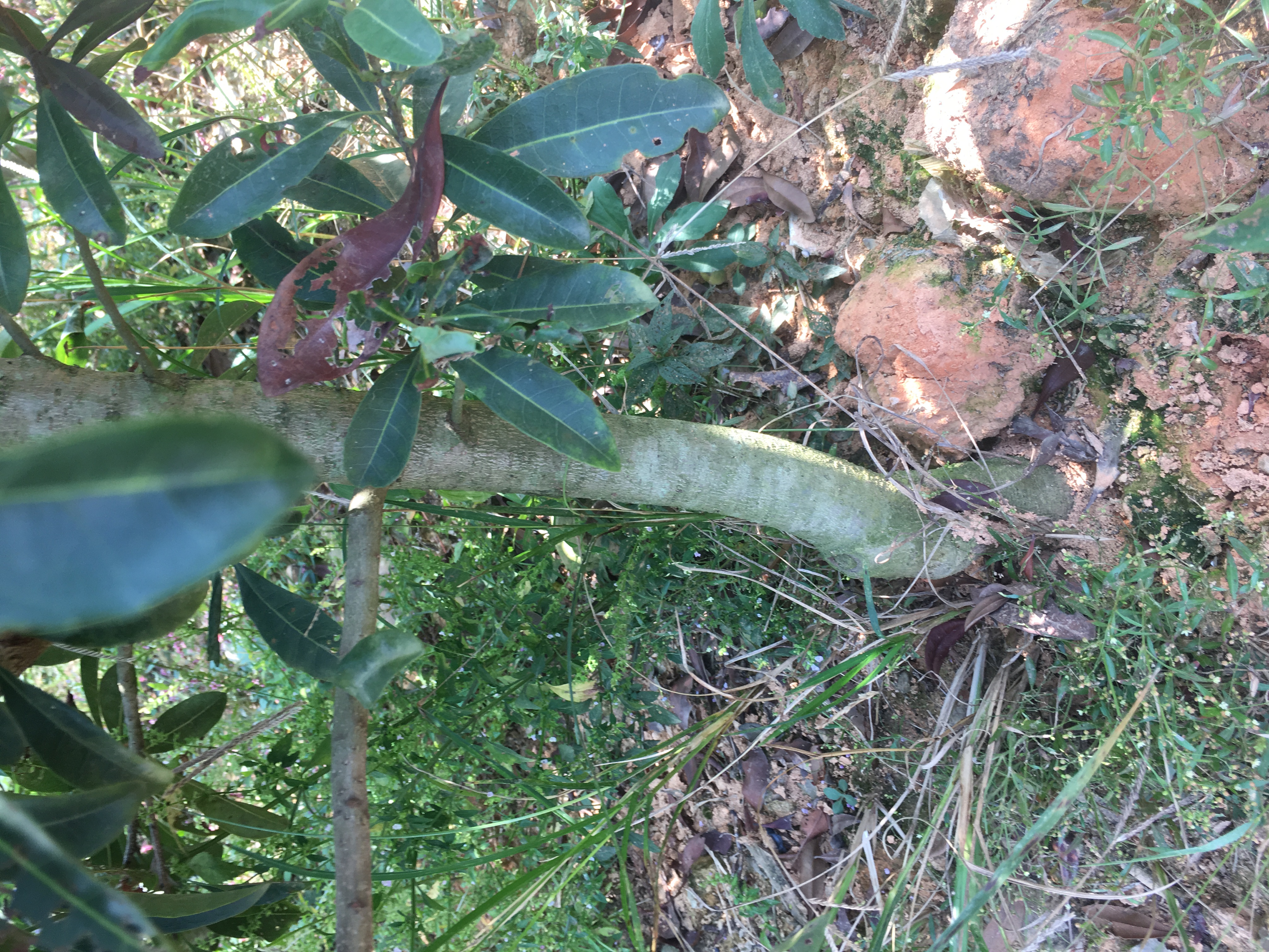 靖州杨梅树靖州杨梅树/湖南怀化靖州种植基地/大量供应嫁接杨梅树绿化杨梅树