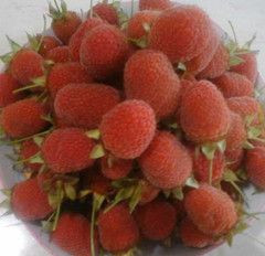 开发野生多汁红树莓苗厂家农业开发野生多汁珍品红树莓技术基地 开发野生多汁红树莓苗