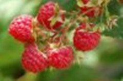 开发野生多汁红树莓苗农业开发野生多汁珍品红树莓技术基地 开发野生多汁红树莓苗