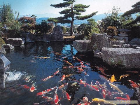 苏州日本锦鲤观赏鱼养殖场