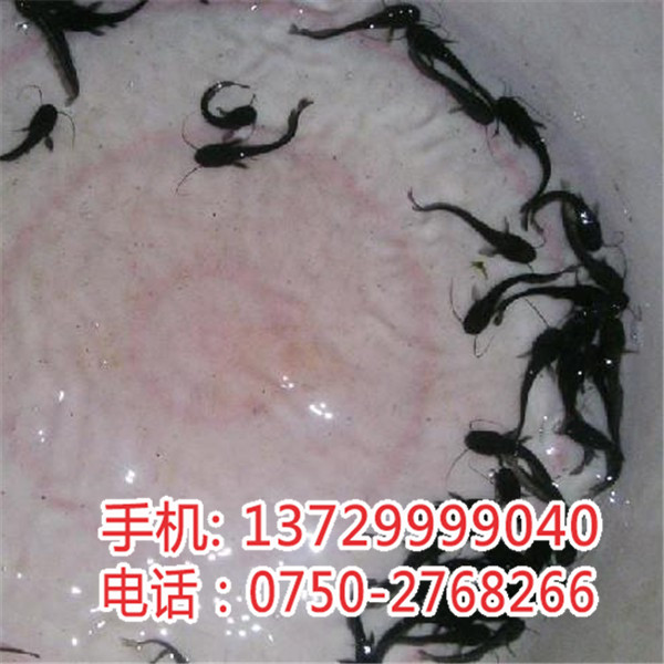 惠州大鳞鲃银鳕鱼苗多少钱