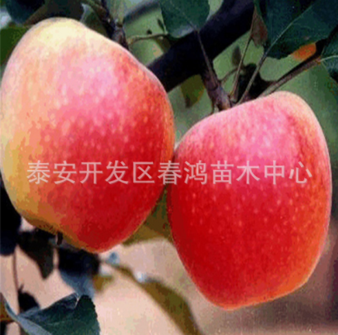 供应短枝苹果树 嫁接富士果树 供应苹果树 苹果树批发 苹果树报价