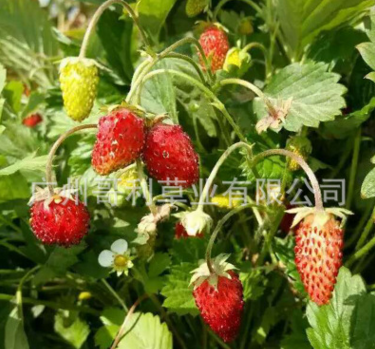 草莓种子 草莓种子报价 草莓种子批发 草莓种子供应商 草莓种子哪家好 草莓种子电话