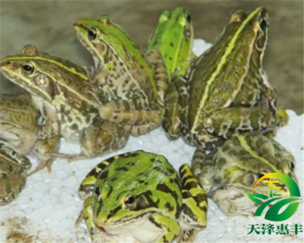 养殖青蛙需要什么样的条件 养殖青蛙技术